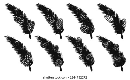 Set of pine leaf with pine cones on white background.Black leaf vector by hand drawing