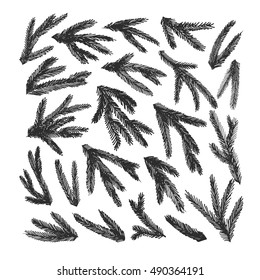 Set of pine tree branches. Ink illustration.  Black silhouettes isolated on white background. Vector spruce branches. 