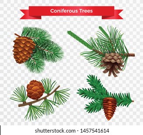 Set with pine tree cone isolated images on transparent background with different species and ribbon title vector illustration