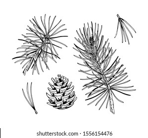 Set of pine tree decor elements in sketch style isolated on white background. Vector illustration of fir branches and cones Christmas and New Year decoration