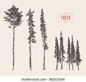 Set of pine trees vintage illustration, engraved style, hand drawn