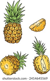 Set of pineapple fruit. . Whole pineapple with leaves and half pineapple slices. Hand drawn Vector Illustration.