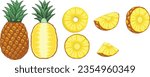 Set of pineapple fruits. Pineapple exotic tropical fruit as name Ananas comosus. Whole pineapple with leaves and pineapple slices and a half. Hand drawn Vector illustration.