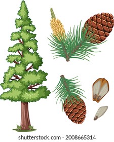 Set of pinecorn and pine needles isolated illustration