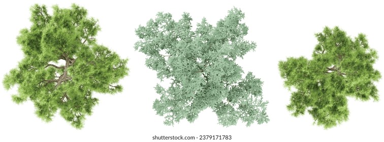 set of Pine,Pinus massoniana tree rendered from the top view, 3D illustration, for digital composition, illustration, 2D plans, architecture visualization