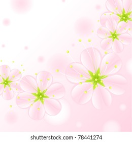 set of pink blossoms on a white background