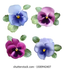 Set of pink and blue violets flowers with leaves. Realistic pansy vector illustration