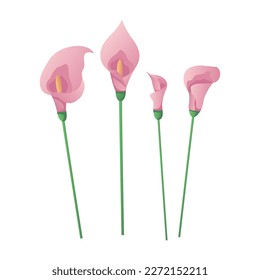 Set of pink calla flowers.  Elegant floral greeting card wedding.  Spring flowers. International Women's Day, 8 March. Romantic Mother's Day design for greeting card, poster, postcard, flyer. Vector