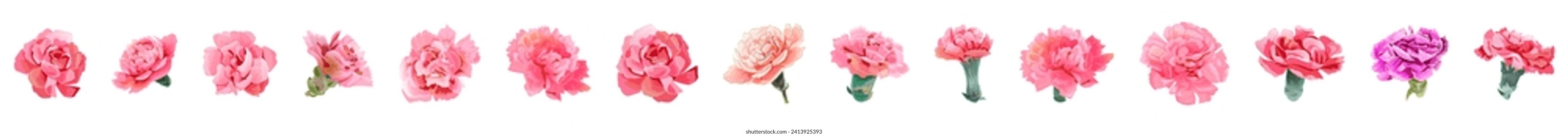 Set of pink carnation's flowers heads in watercolor style on white background. Close-up, panoramic view. Collection for Mother's Day, Victory Day. Digital draw, realistic vintage illustration, vector