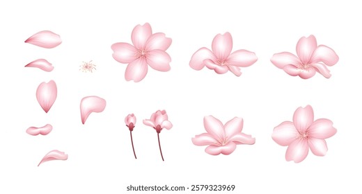 Set of pink cherry blossom elements, Pink flowers, petals and bud. Vector illustration.