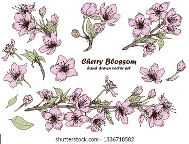 Set of pink cherry blossom. Spring sakura. Hand drawn vector. Isolated elements for design.