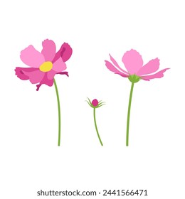 Set of pink cosmos flowers, stems, bud, flowers. Vector, white background.