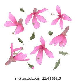 Set mit rosafarbener, zarter Wasserfarbe, Vektorsommer, Frühlingsblumen und grünen Blättern auf weißem Hintergrund