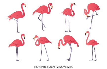 Conjunto de flamencos rosados exóticos en diferentes poses. Pájaros tropicales rojos flamingos con plumas de rosa sobre una pierna. Animales zoológicos. Aves silvestres de Sudamérica, Galápagos e islas del Caribe. Vibes de verano