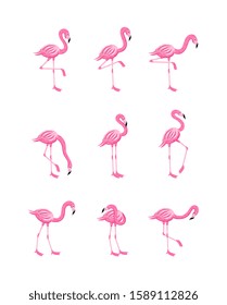 Set of pink flamingo in various poses flat cartoon vector illustration isolated on white background. Tropical exotic bird collection for summer prints and decoration.