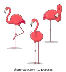 Set of pink flamingos bird in different poses. Tropical birds vector illustration on white backgroundc