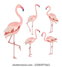 Set of pink flamingos with different poses. Exotic bird. Vector illustration isolated on a white background.