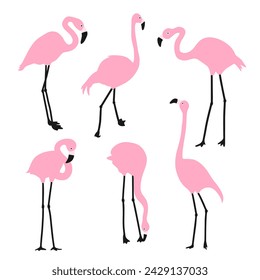 Set of pink flamingos. Exotic birds in different poses. Isolated on a white background. Vector illustration.