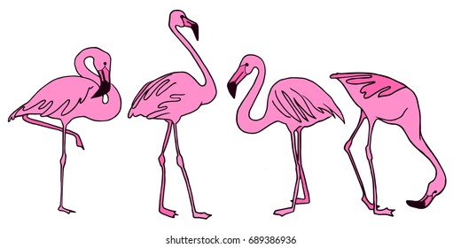 Set of pink flamingos.  Exotic birds in different poses. Vector illustration.