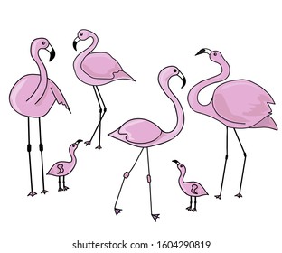 Set of pink flamingos. White isolated background. Stock vector illustration.
