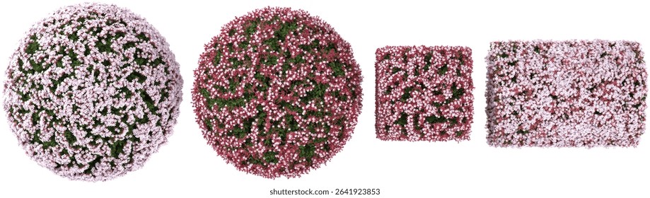 set of Pink flowers bush on transparent background from the top view