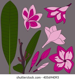 Set of pink flowers Frangipani (Plumeria). Hawaii, Bali (Indonesia), Shri-Lanka tropical necklace flowers. Vector illustration