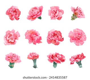 Set of pink carnation’s flowers heads in watercolor style on white background. Close-up, panoramic view. Collection for Mother's Day, Victory Day. Digital draw, realistic vintage illustration, vector