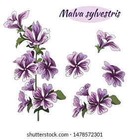 Set of pink flowers Malva sylvestris on a white background. Flower branch for decoration of cards, congratulations and invitations.