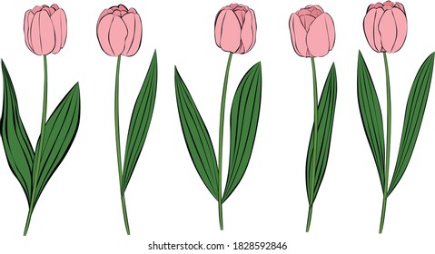 Set pink flowers tulips vector illustration