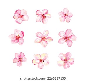 Set of pink flowers vector watercolor. Cherry blossom, flowering sakura, spring apple bundle of watercolour elements collection