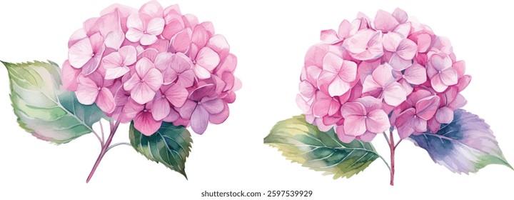  set of Pink Hydrangea Watercolor Flowers - Isolated on White vector illustration