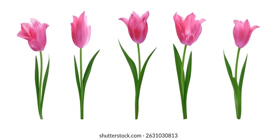 Set of pink isolated realistic tulips. Spring bright fresh tulip flowers. Vector illustration for greeting cards 8 march, mothers day, invitations, posters. Perfect floral arrangement, holiday designs