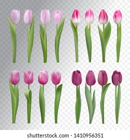 Set of pink, lilac tulips isolated on a transparent background. Photo realistic vector spring flowers for any festive decoration, design, banner, poster, invitation, brochure.