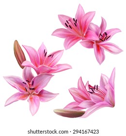 Set Of Pink Lily Flower Isolated