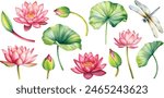 set pink lotus flower, watercolor vector illustration, hand drawing
