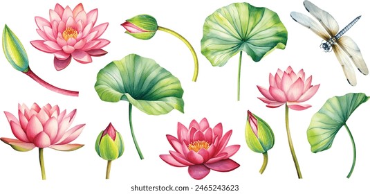 set pink lotus flower, watercolor vector illustration, hand drawing