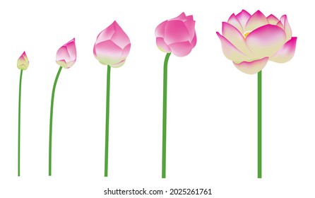 Set of pink lotus flowers collection graphic design on white.