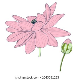 Set of  pink lotus. Vector illustration.