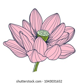 Set of  pink lotus. Vector illustration.