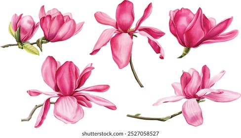 set of pink magnolia on an isolated white background, watercolor flowers