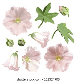 Set of Pink mallow flowers on white background. Vector illustration