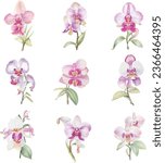 Set of pink orchids on white background. Vector illustration.