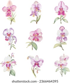 Set of pink orchids on white background. Vector illustration.