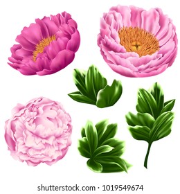 Set Of Pink Peonies And Green Leaves. Realistic Vector Flowers