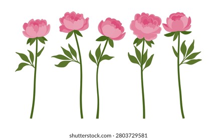 Set pink peony flowers
