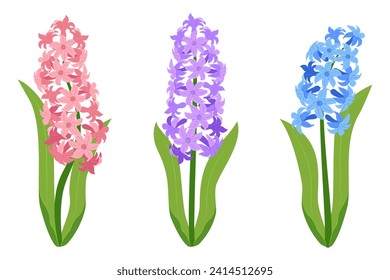 Set of pink, purple and blue hyacinth flowers isolated on a white background. Vector illustration