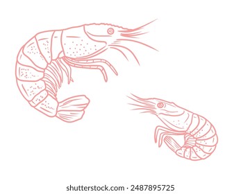 Set of pink realistic beautiful shrimp drawing in black isolated on white background. Hand drawn vector sketch illustration in doodle engraved vintage line art style. Seafood, sea animals.