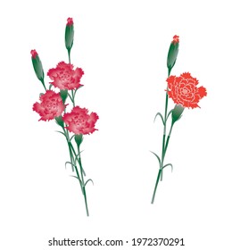  Set Of  Pink And Red   Dianthus Flowers Icon Isolated On White Background. Vector Drawing. 