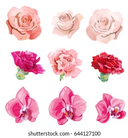 Set of pink, red flowers and buds close-up; rose, carnation, orchid Phalaenopsis on white background, digital draw realistic illustration in watercolor style, collection for design, vector