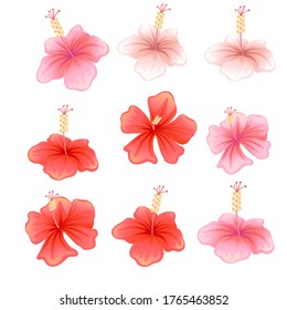 Set with pink and red flowers.  Flat vector illustration on isolated white background
